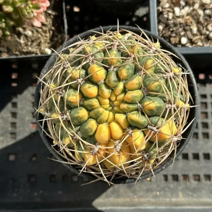 e201-327.webp Cactus-cultivation variegated - Image 1