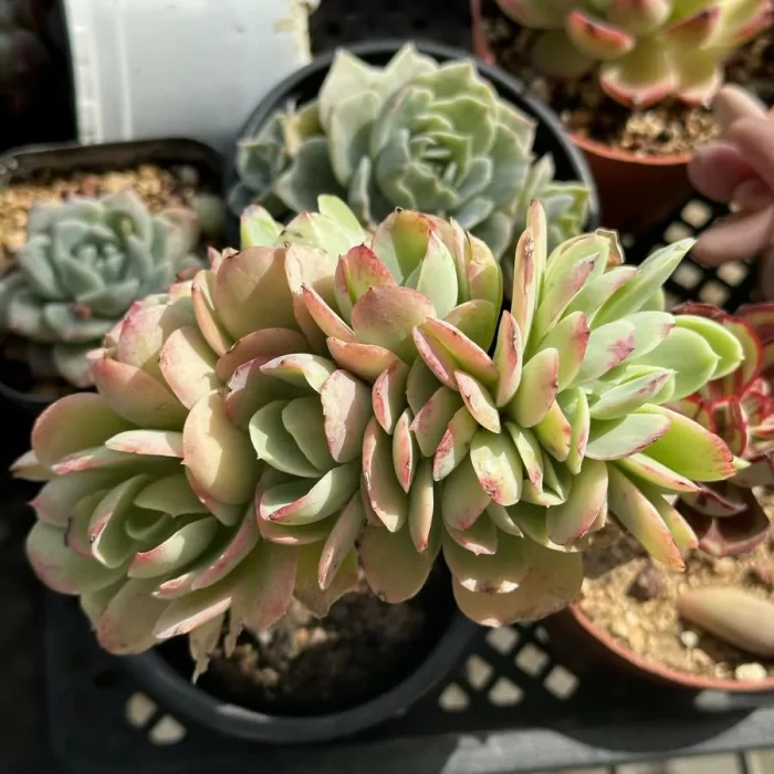 e201-56.webp Echeveria Peach Pride cristata - Image 1