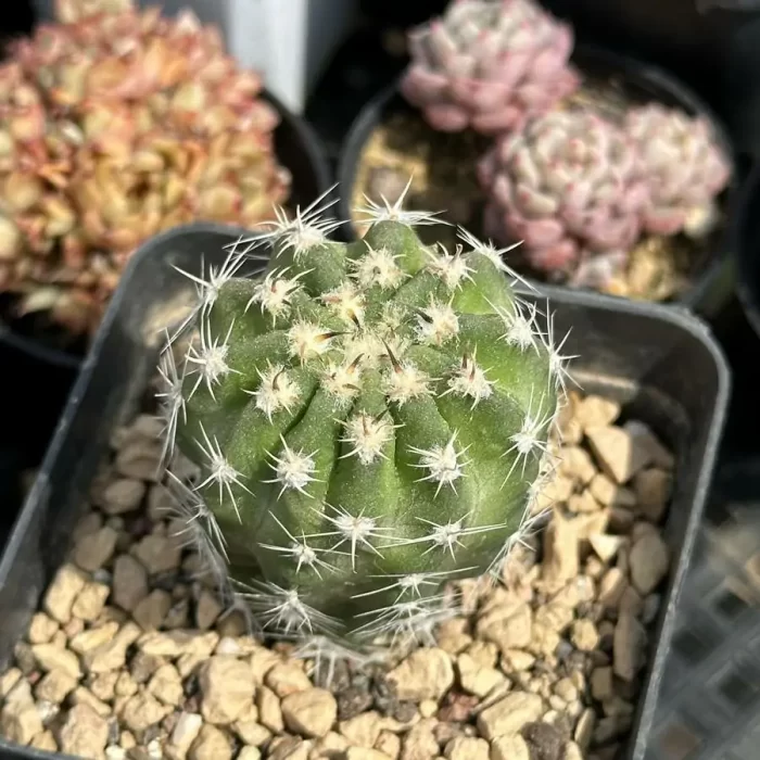 e201-63.webp Cactus-Echinopsis eyriesii (Turpin) Pfeiff. & Otto - Image 1