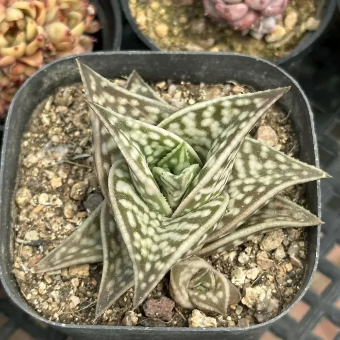 Aloe variegata L. Gonialoe variegata - Image 1
