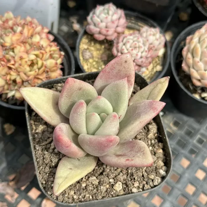 e201-71.webp Graptoveria ruby donna - Image 1