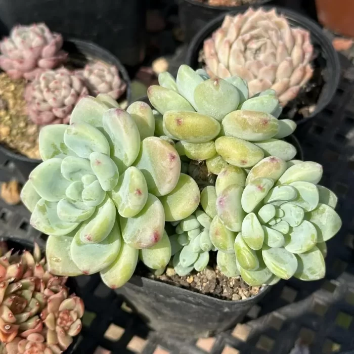 Sedum Clavatum Clustering - Image 1