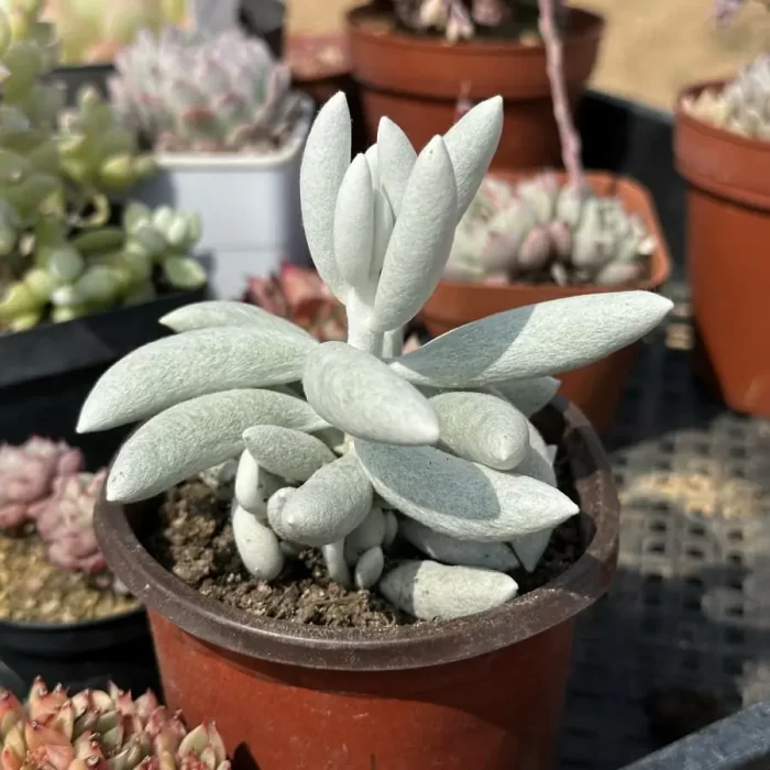 e201-85.webp Sedum 'White Snow' - Image 1