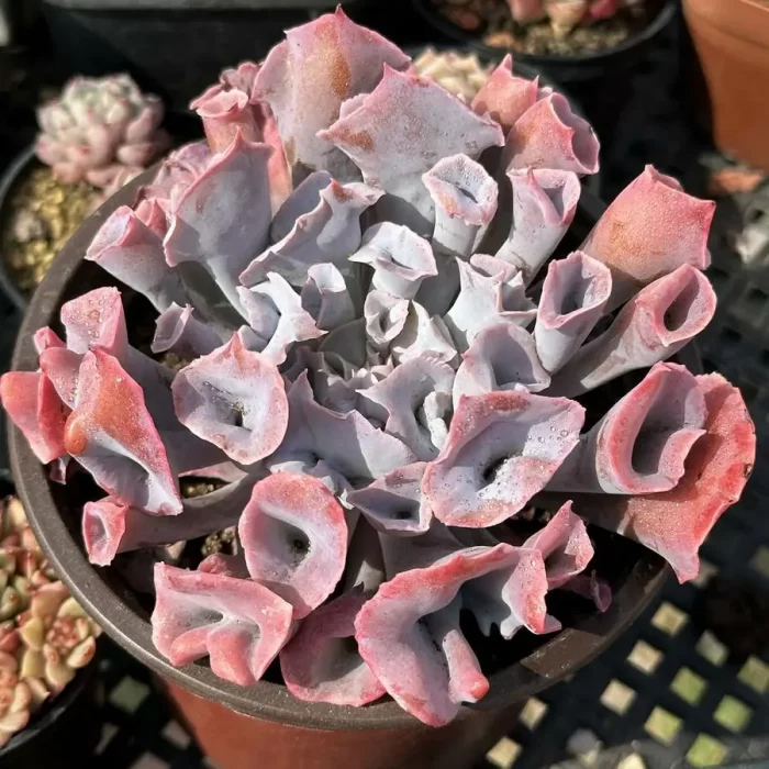 e201-92.webp Echeveria Trumpet Pinky - Image 1