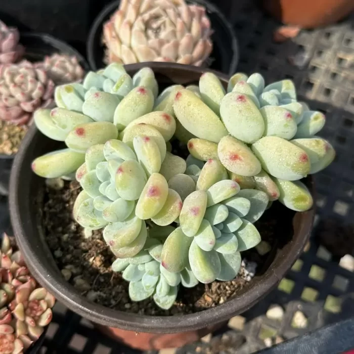 e201-95.webp Graptopetalum Raul Clustering - Image 1