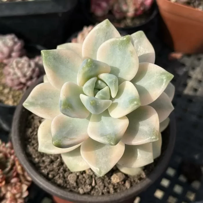 e201-96.webp Pachyphytum Apricot Beauty - Image 1