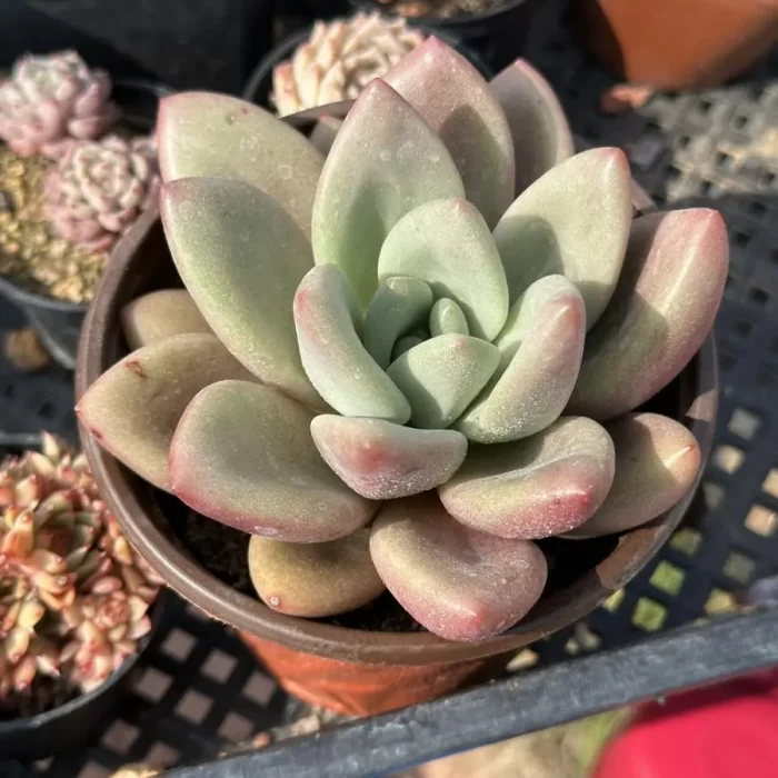 e201-97.webp Graptoveria ruby donna - Image 1