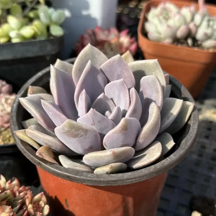 Graptoveria Debbie - Image 2