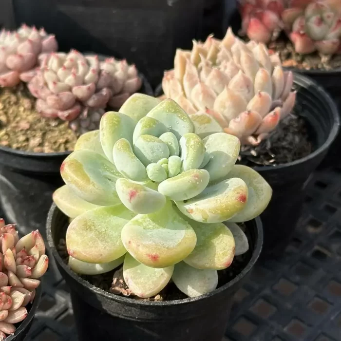 Sedum clavatum - Image 2