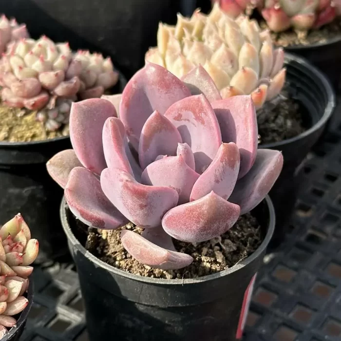 Graptopetalum Debby - Image 2