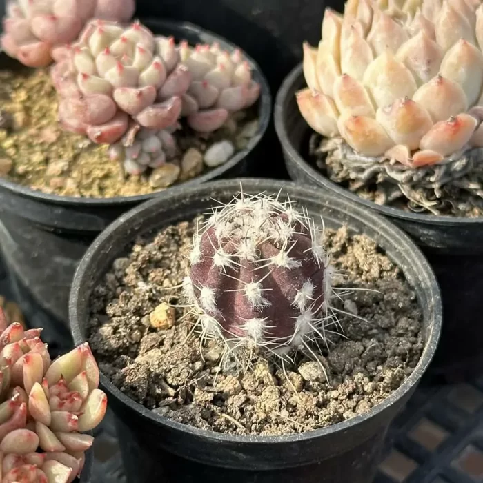 Cactus-Echinopsis eyriesii - Image 2