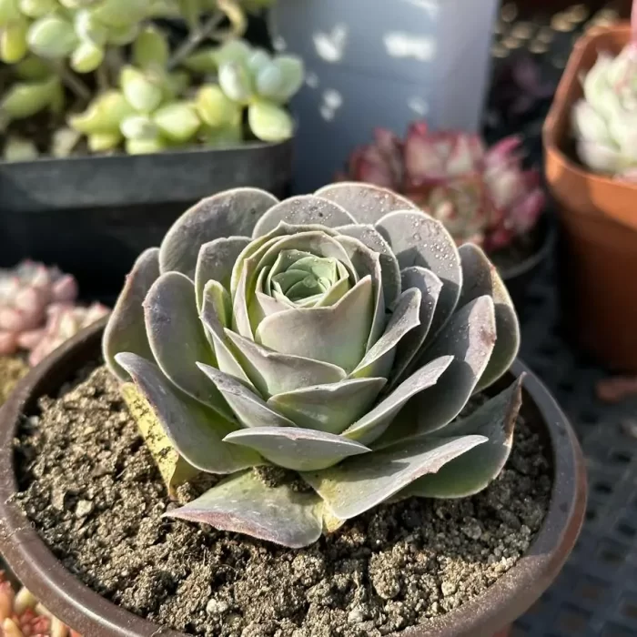 Aeonium El Hierro - Image 2