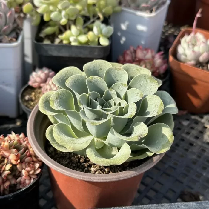 Aeonium Goblet - Image 2