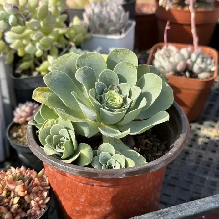 Aeonium Sexy Clustering - Image 2