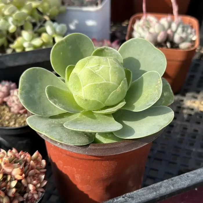 Aeonium Egg - Image 2