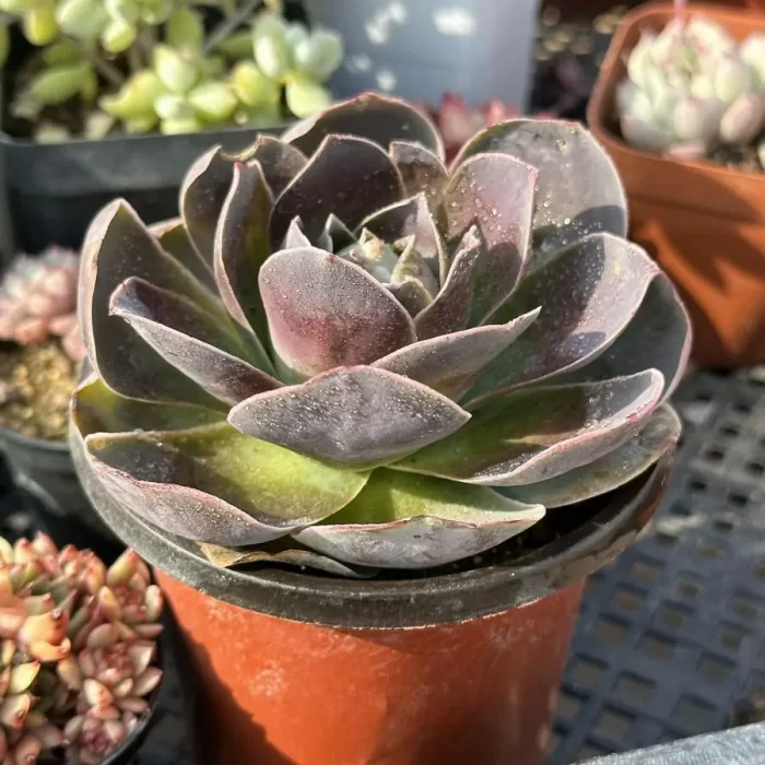 Aeonium Gold Parma - Image 2