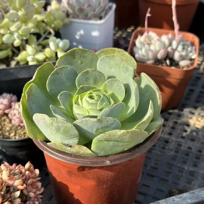 Aeonium Arora - Image 2