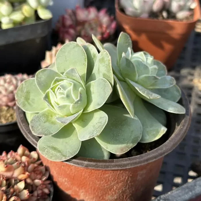 Aeonium Egg Double Heads - Image 2