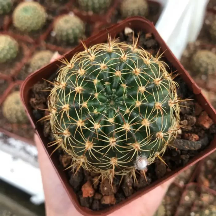 Cactus-golden lotus - Image 2