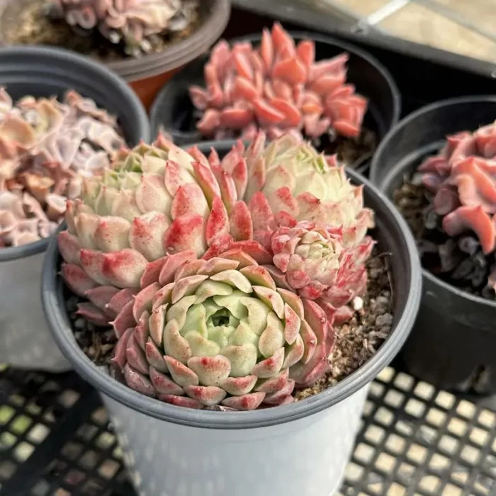 Echeveria 'Red hole' Clustering - Image 2