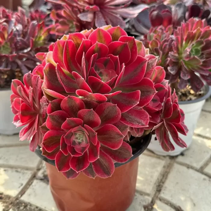Aeonium Pink Witch Variegated Cluster - Image 2