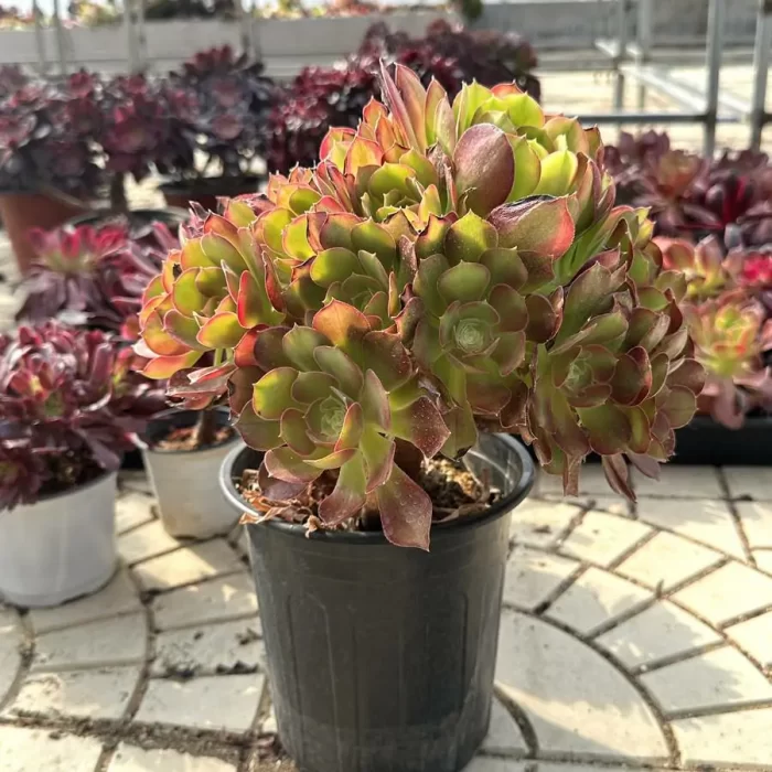 Aeonium Athena Variegated Cluster - Image 2