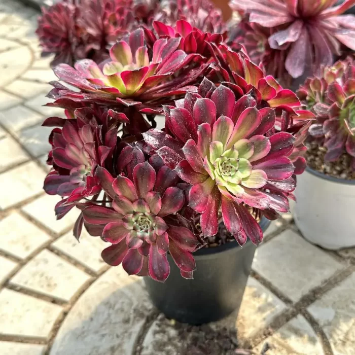 Aeonium yuki hime variegated cluster - Image 2