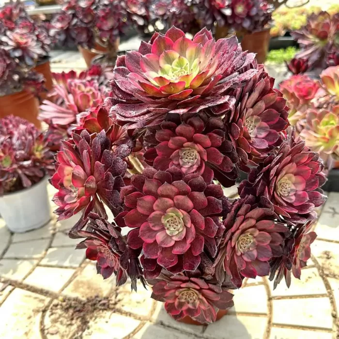 Aeonium fireworks Variegated Cluster - Image 2