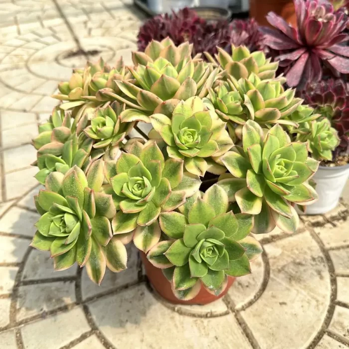 Aeonium Starburst Variegated cluster - Image 2