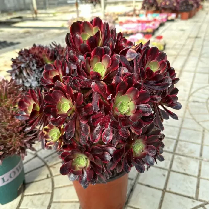 Aeonium super bang variegated cluster - Image 2