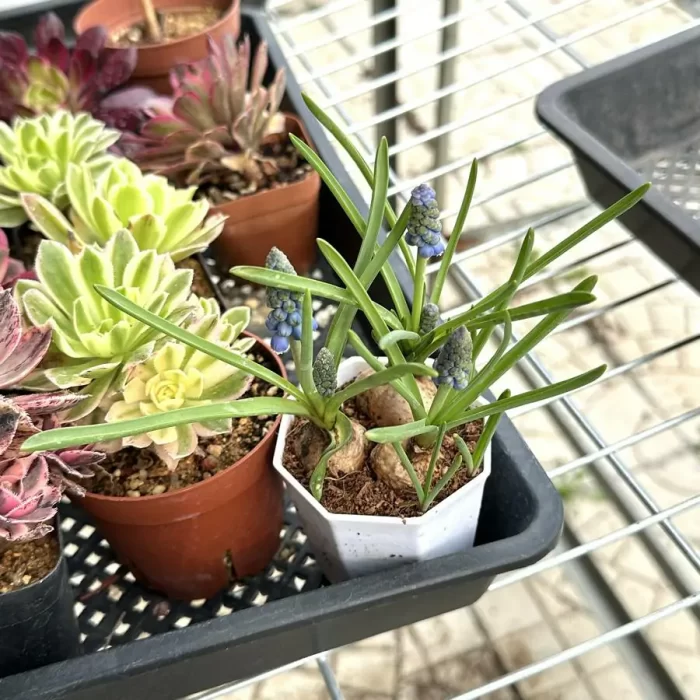 Hyacinthus orientalis L. Sp. Pl. (3pcs/pot) - Image 2