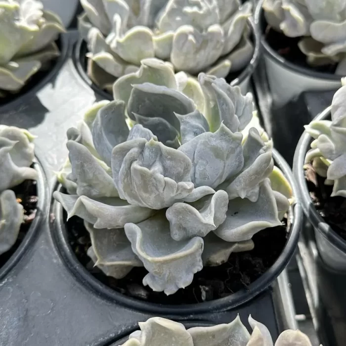 Echeveria Thriller Pearl - Image 2