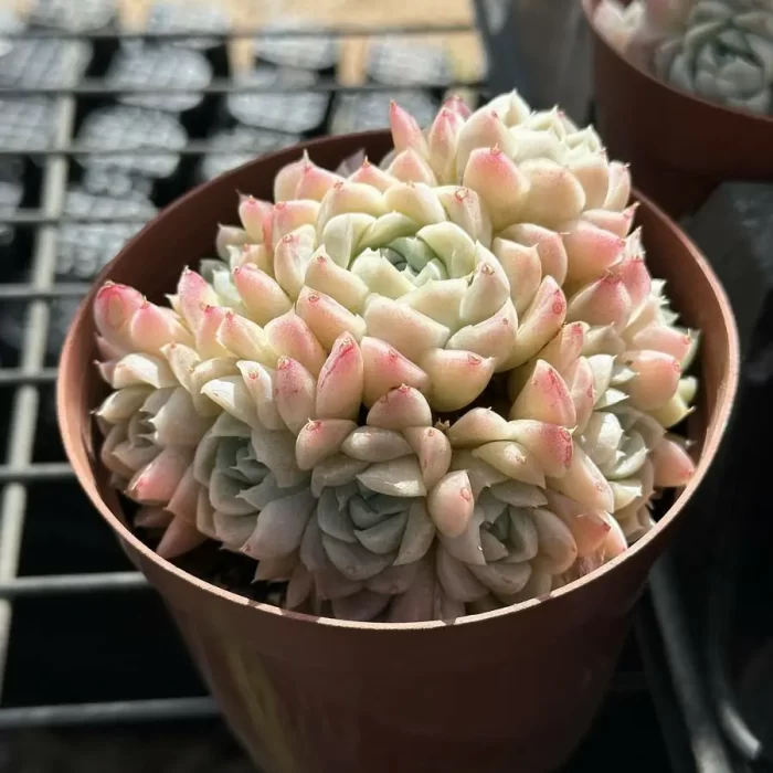 Echeveria elegans'alba' Clustering - Image 2