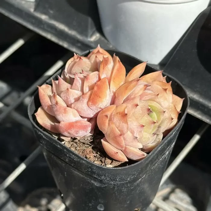 e202-186.webp Echeveria Sugar Onslow Double Head - Image 2