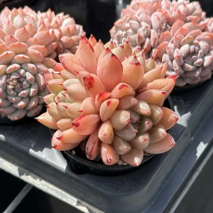 Echeveria Quartz Clustering - Image 2