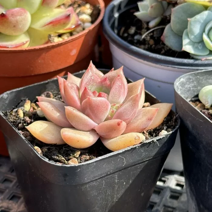 e202-19.webp Echeveria Bernicka - Image 2