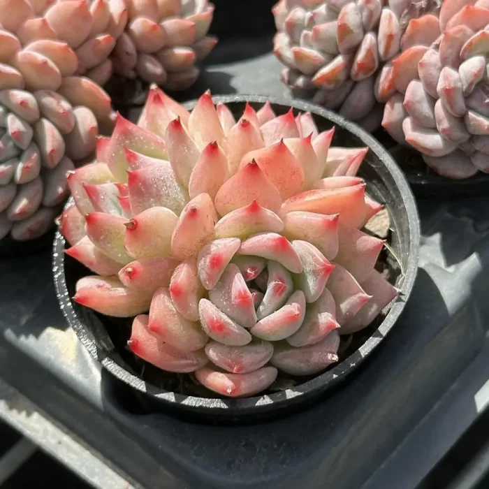 Echeveria Maria Clustering - Image 2