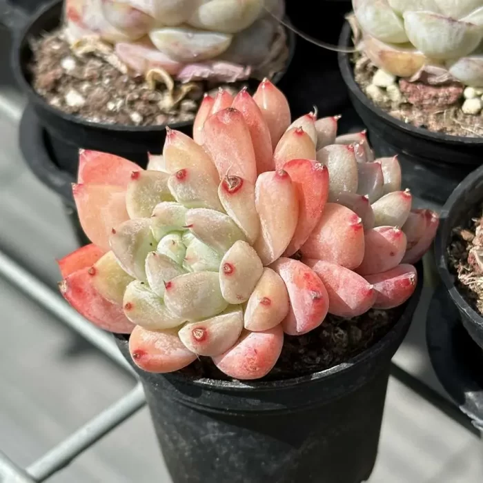 Echeveria Alba Clustering - Image 2