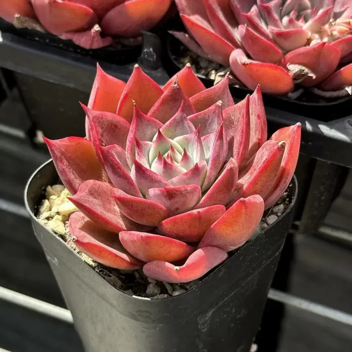 Echeveria Corsican rose - Image 2