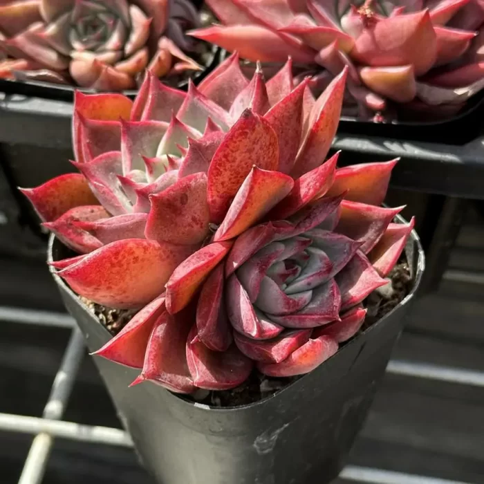 Echeveria Corsican rose double head - Image 2