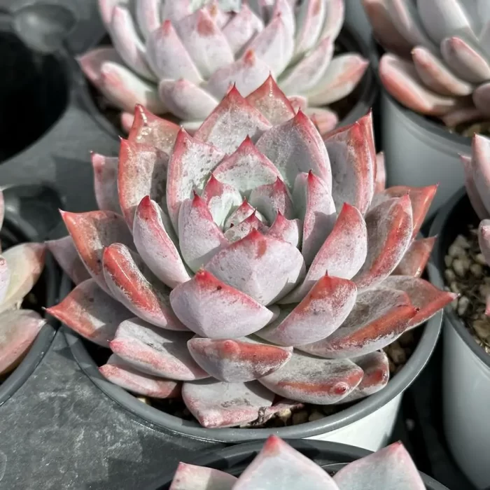 e202-218.webp Echeveria Blue Bird - Image 2