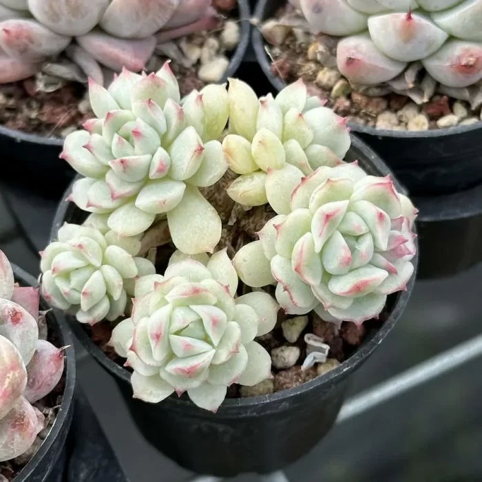 Echeveria Xiaoqiao clustering - Image 2