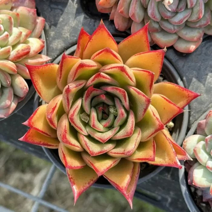 Echeveria Mrs. Pan - Image 2