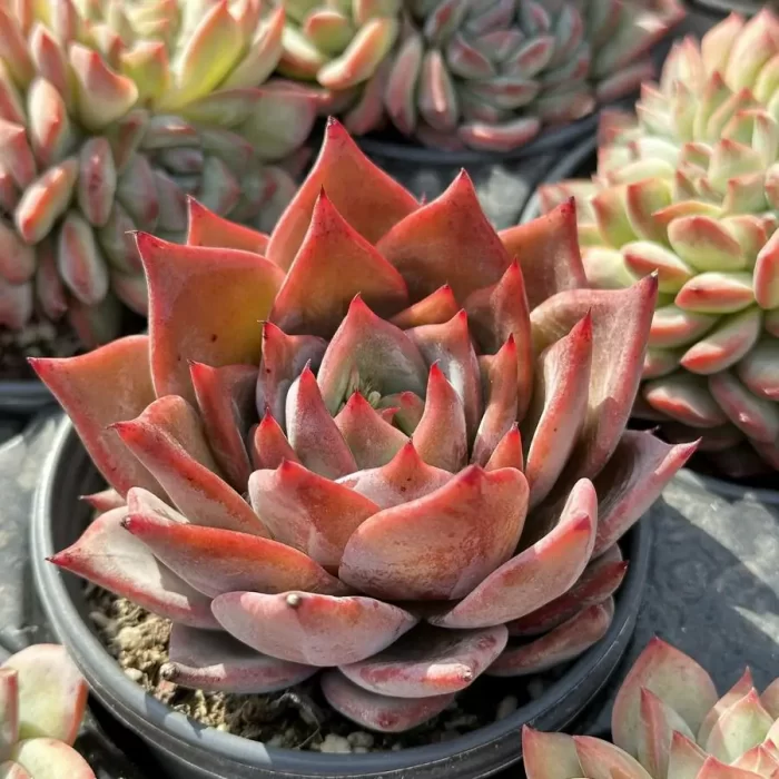 Echeveria Red Dragon - Image 2