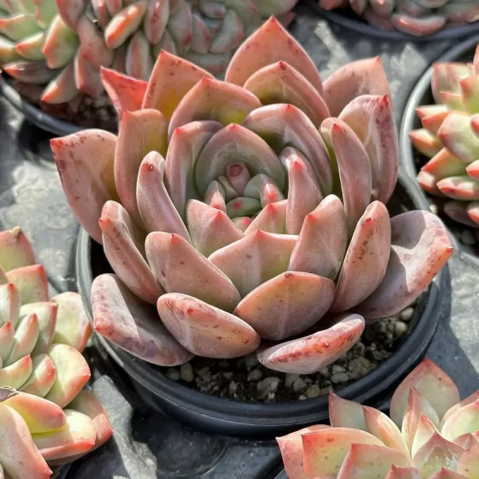 Echeveria white champagne - Image 2