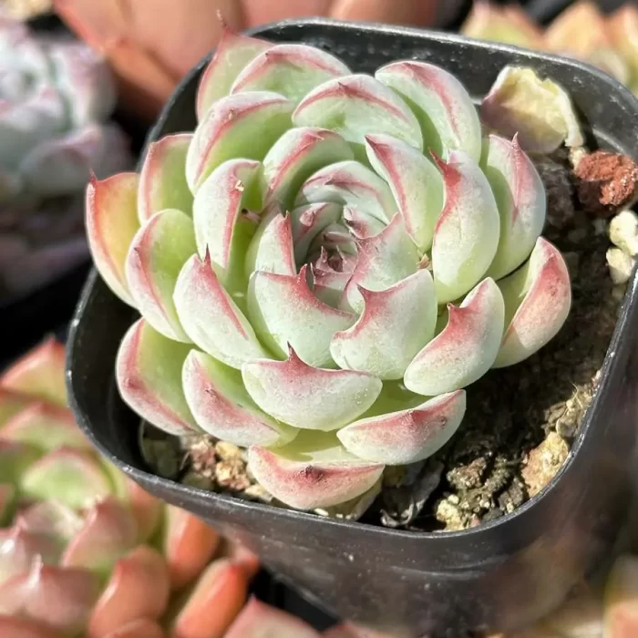 Echeveria Soul Fairy - Image 2