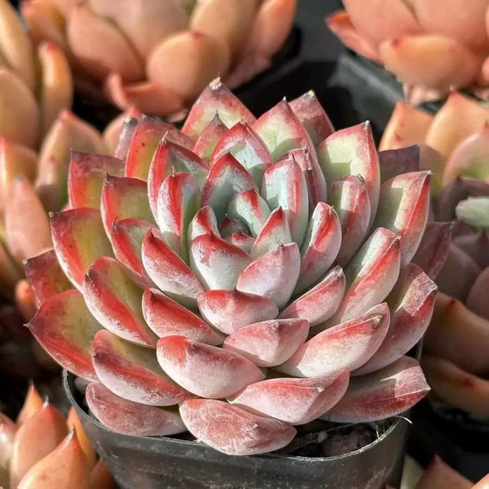 Echeveria Hybrid DD02 - Image 2