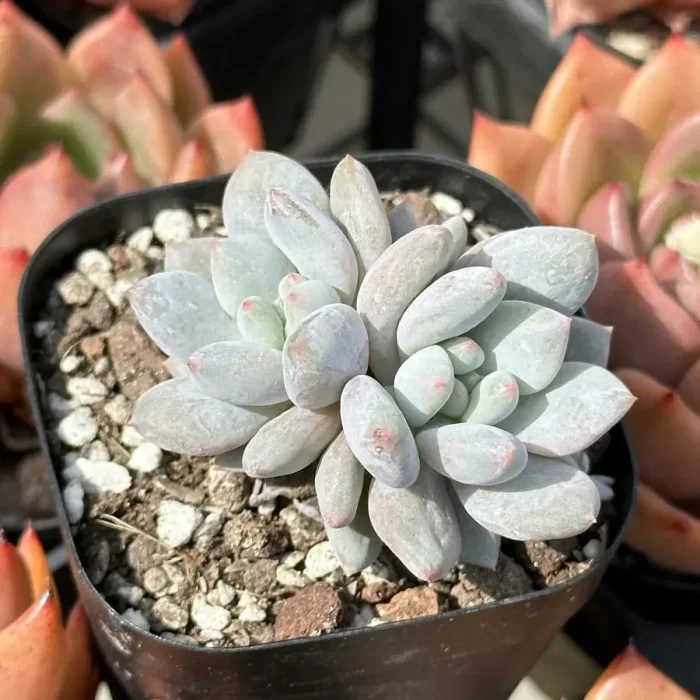 Echeveria Pinellia ternata double head - Image 2