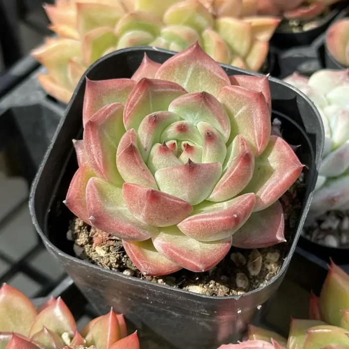 Echeveria Flora - Image 2