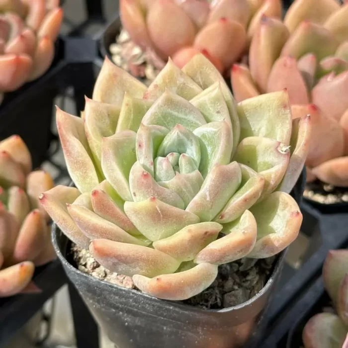 Echeveria Hybrid DD07 - Image 2